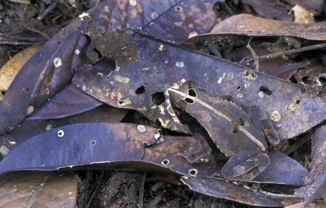 Illustration de l'article : Si vous n'avez pas une vision parfaite, vous ne trouverez pas les animaux cachés sur ces 10 photos !