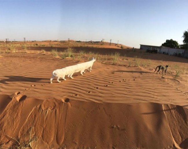 Illustration de l'article : 21 photos rat&eacute;es prises avec le mode panoramique de vos smartphones