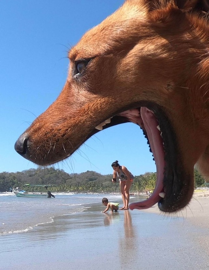 Illustration de l'article : Ces 20 photos qui ont été prises au plus parfait des moments