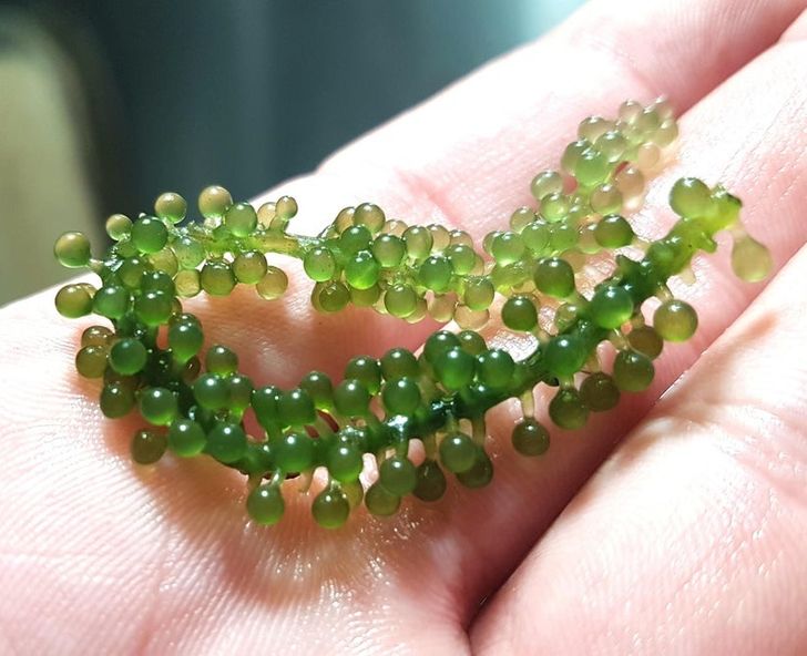 Illustration de l'article : Ces 15 objets qui ne sont pas ce qu'on croit 