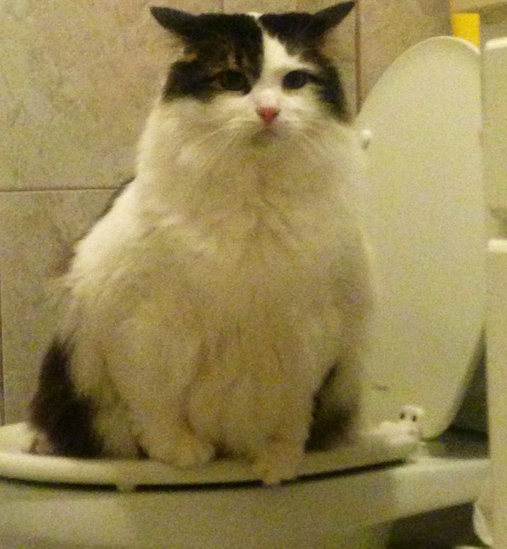 Illustration de l'article : Ces 20 photos qui montrent que certaines personnes adorent l'humour