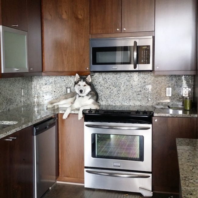 Illustration de l'article : Ces 21 photographies montrent l’absurdité de certaines situations