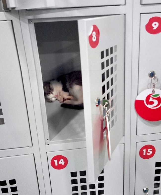 Illustration de l'article : 27 situations inattendues dans lesquelles se sont retrouvés certains animaux