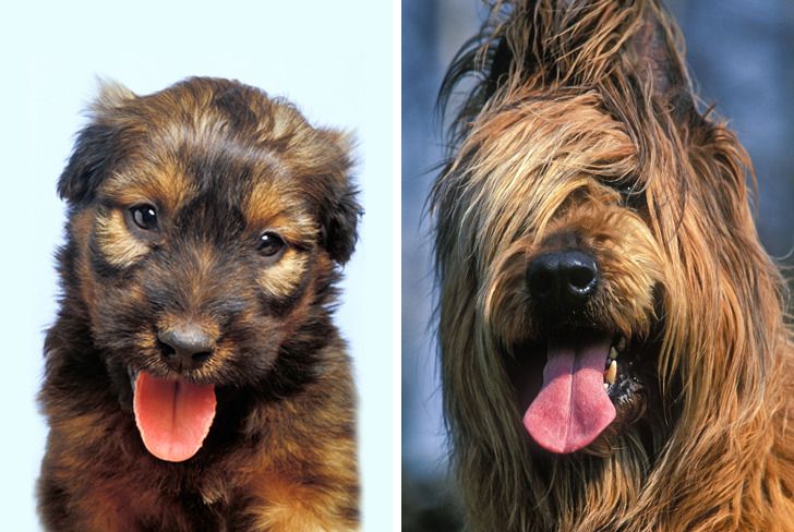 Illustration de l'article : Ces 20 photos de chiots devenus des molosses