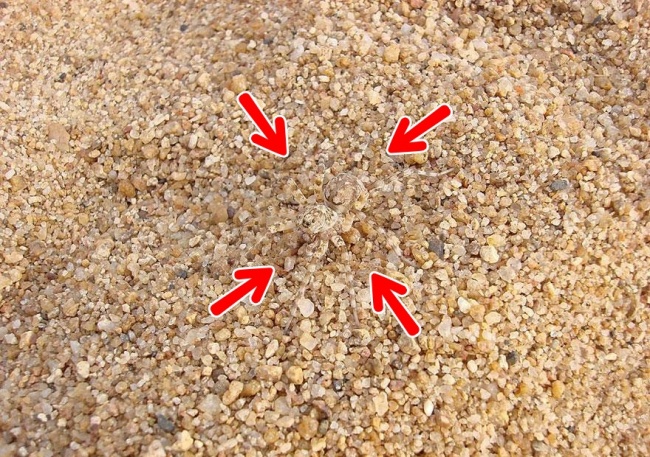 Illustration de l'article : Si vous n'avez pas une vision parfaite, vous ne trouverez pas les animaux cachés sur ces 10 photos !