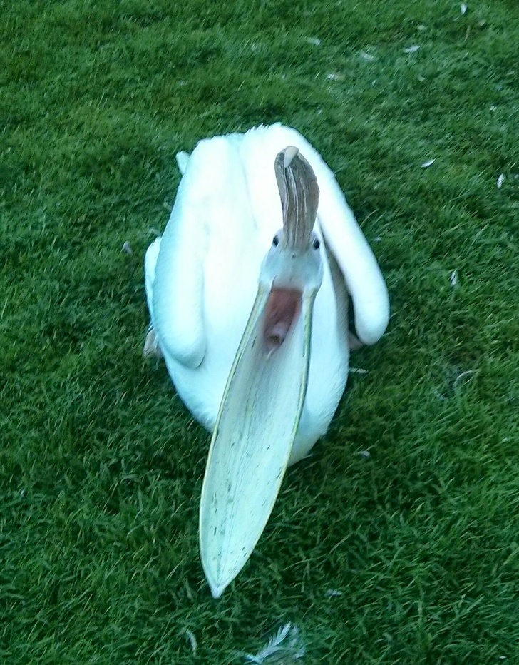 Illustration de l'article : Ces 15 situations capturées au bon moment