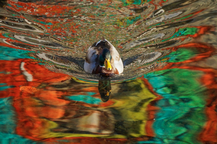 Illustration de l'article : 25 photos qu'il faut regarder 2 fois pour comprendre le sens