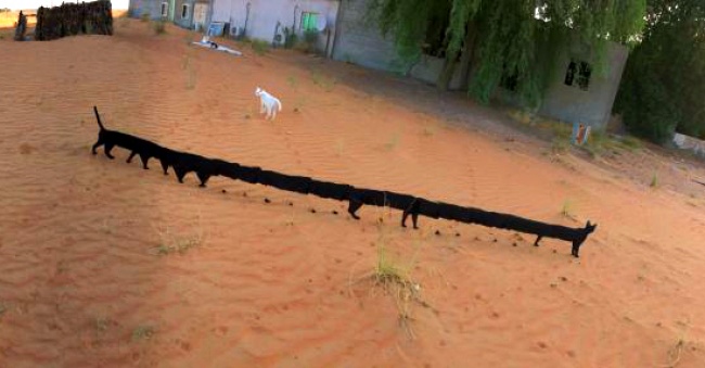 Illustration de l'article : 21 photos rat&eacute;es prises avec le mode panoramique de vos smartphones