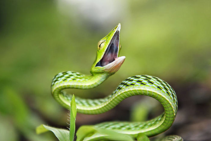 Illustration de l'article : 20 serpents qui vous aideront sûrement à dédramatiser les reptiles