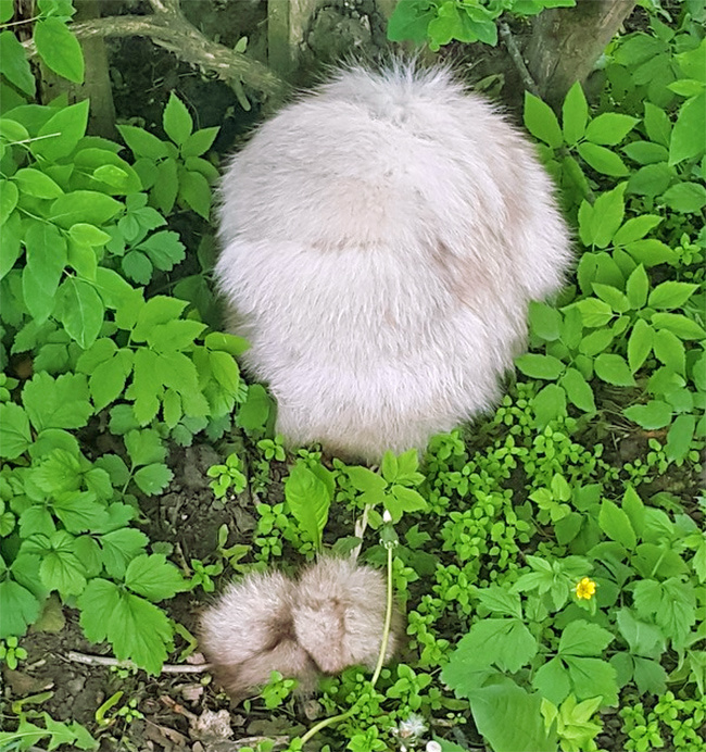 Illustration de l'article : Ces 21 choses que l’on ne voit pas souvent