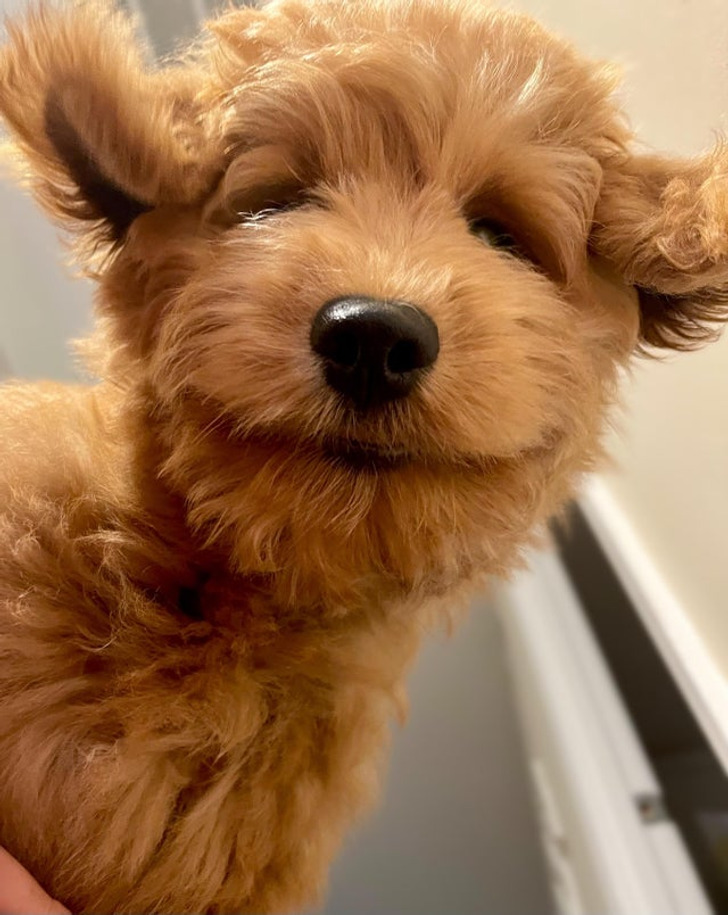 Illustration de l'article : Les joies du quotidien avec des animaux et des enfants en 20 clichés amusants