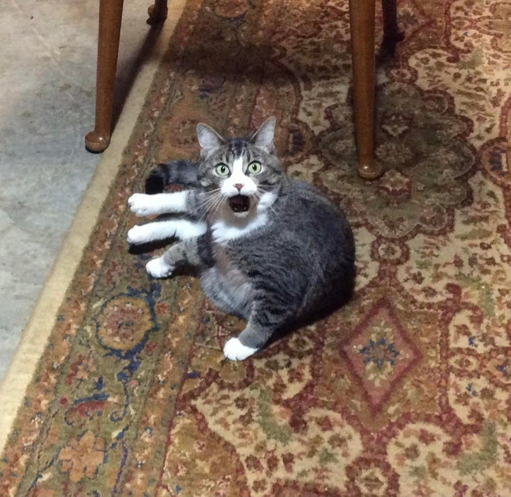 Illustration de l'article : Les joies du quotidien avec des animaux et des enfants en 20 clichés amusants