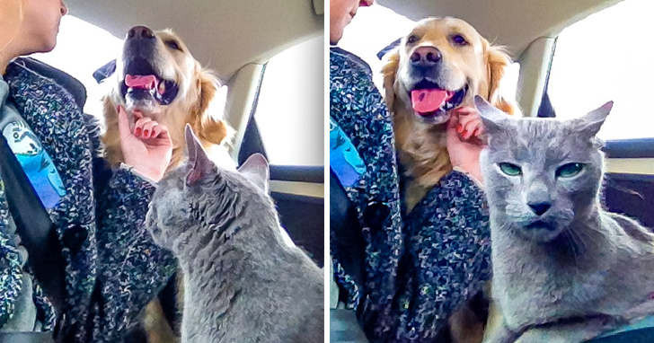 Illustration de l'article : Ces 16 photos de moments tendres de la vie