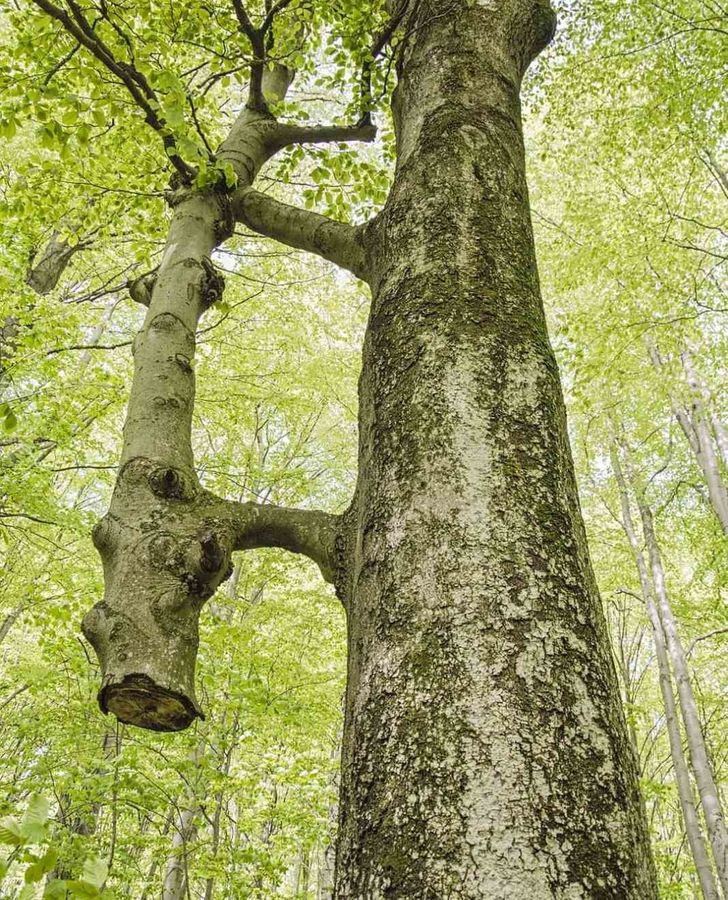 Illustration de l'article : Ces 20 photos illustrant les oeuvres insolites de la nature