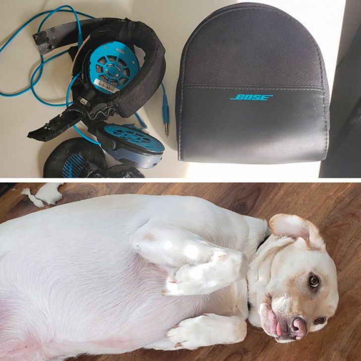 Illustration de l'article : Ces 17 photos qui montrent que tout ne se passe pas toujours comme prévu