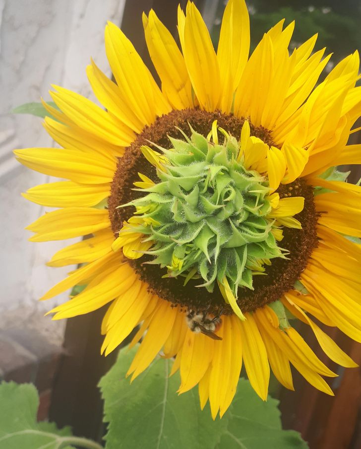 Illustration de l'article : Ces 19 photos qui illustrent les bugs de la nature