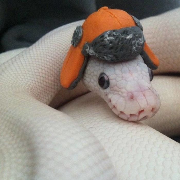 Illustration de l'article : 20 serpents qui vous aideront sûrement à dédramatiser les reptiles