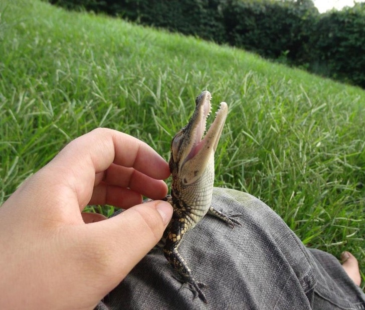 Illustration de l'article : Ces 19 photos qui transmettent la joie de vivre