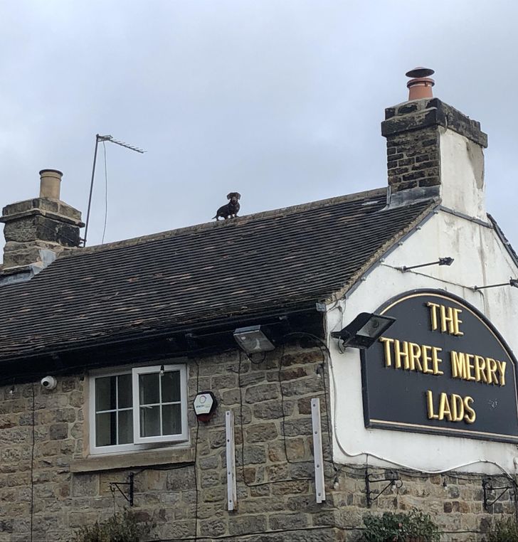 Illustration de l'article : Ces 20 photos qui montrent que certaines personnes adorent l'humour