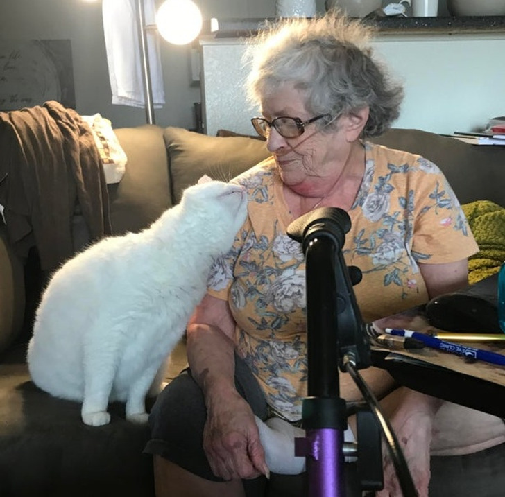 Illustration de l'article : Les joies du quotidien avec des animaux et des enfants en 20 clichés amusants