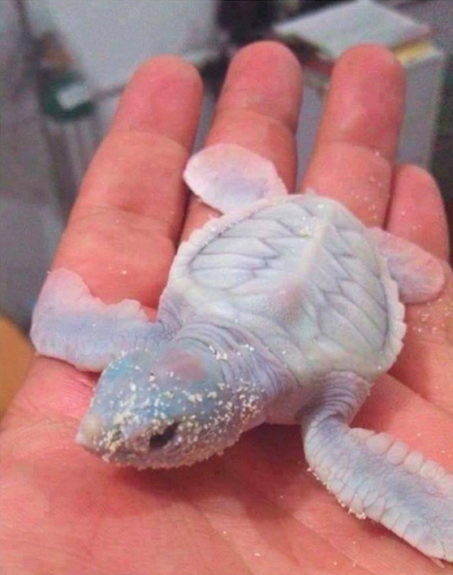 Illustration de l'article : 25 choses insolites illustrées par des photos