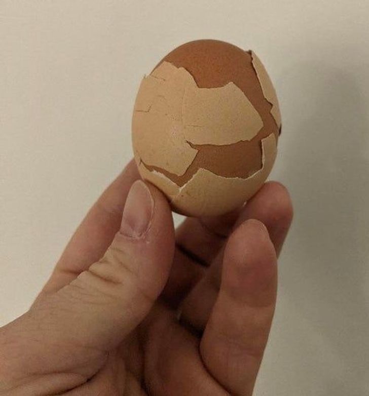 Illustration de l'article : Ces 20 photos qui montrent que la nature a de l'humour 