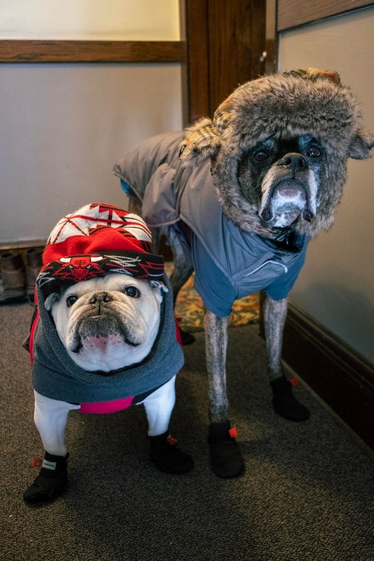 Illustration de l'article : Ces 23 photos de l'effet du froid glacial