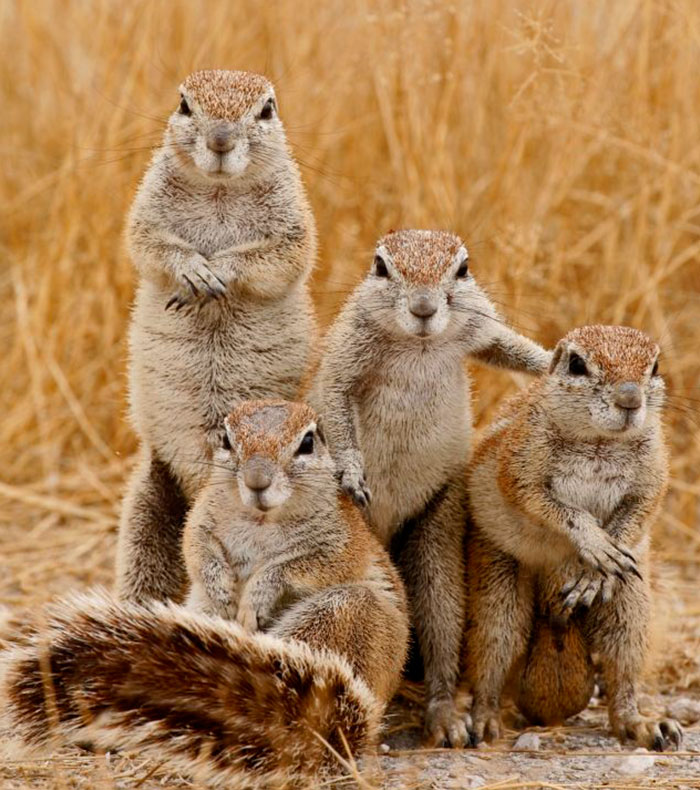 Illustration de l'article : 20 animaux qui prennent des poses insolites pour les humains