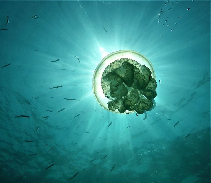 Illustration de l'article : Ces 18 photos montrant la force de la nature