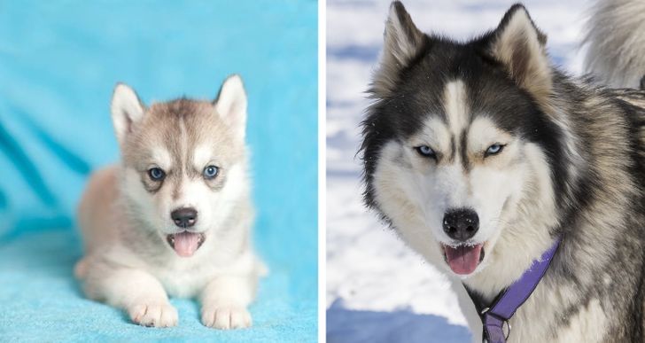 Illustration de l'article : Ces 20 photos de chiots devenus des molosses