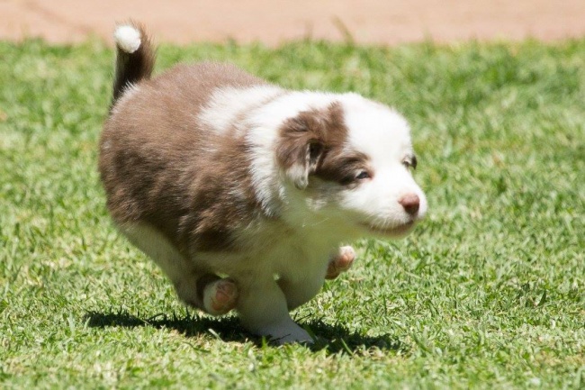 Illustration de l'article : Ces 19 adorables animaux vont vous faire craquer