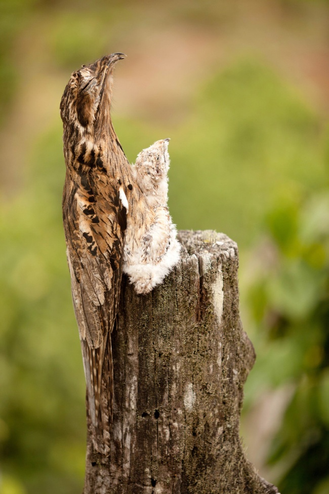 Illustration de l'article : Ces 25 photos trompent la vision grâce à l'angle de vue