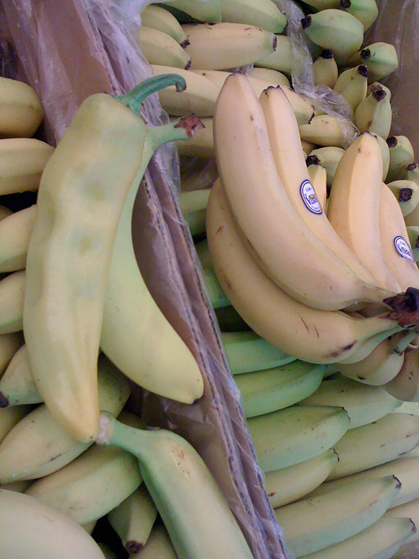 Illustration de l'article : Qui a vraiment le niveau pour trouver l'intrus sur ces 100 photos ? 