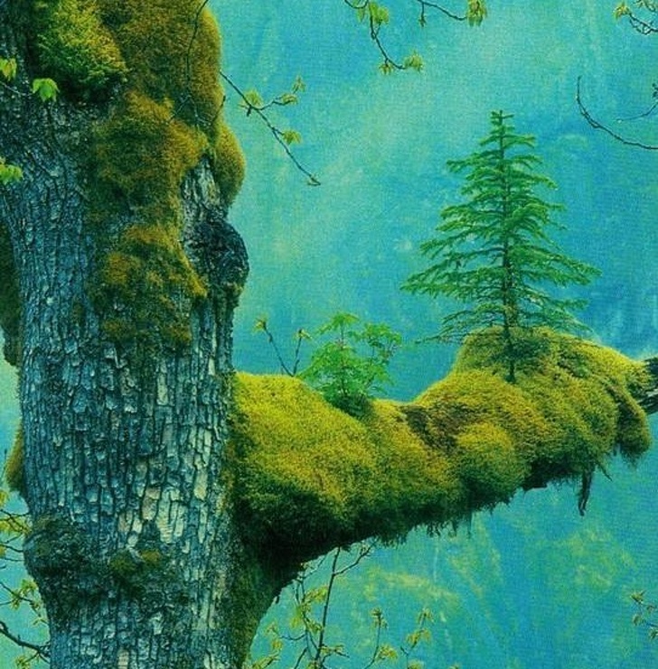 Illustration de l'article : Ces 24 photos qui montrent que la nature reprend toujours le dessus