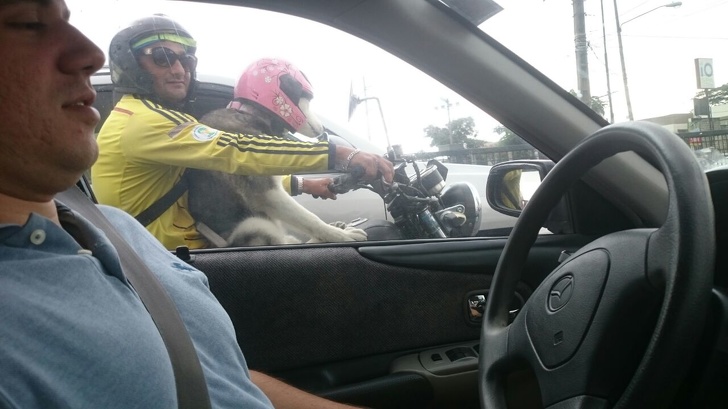 Illustration de l'article : Ces 20 drôles de personnes croisées sur les routes