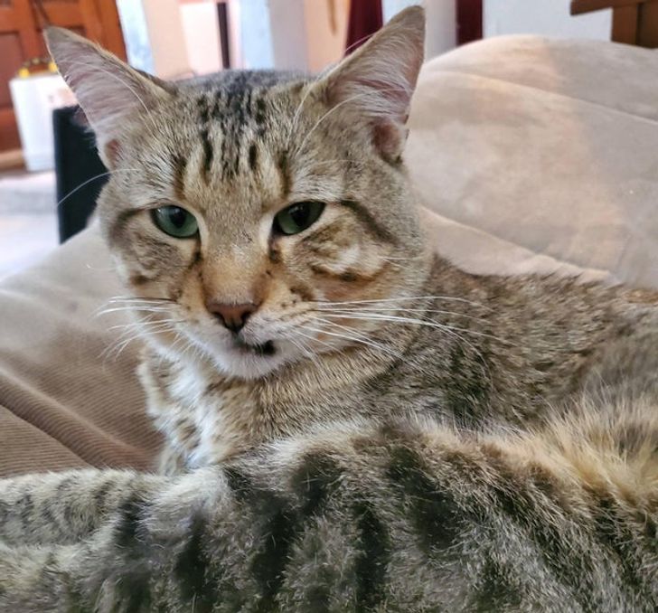 Illustration de l'article : Ces 17 photos d'animaux qui ont trouvé un foyer aimant