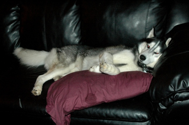 Illustration de l'article : 27 situations inattendues dans lesquelles se sont retrouvés certains animaux