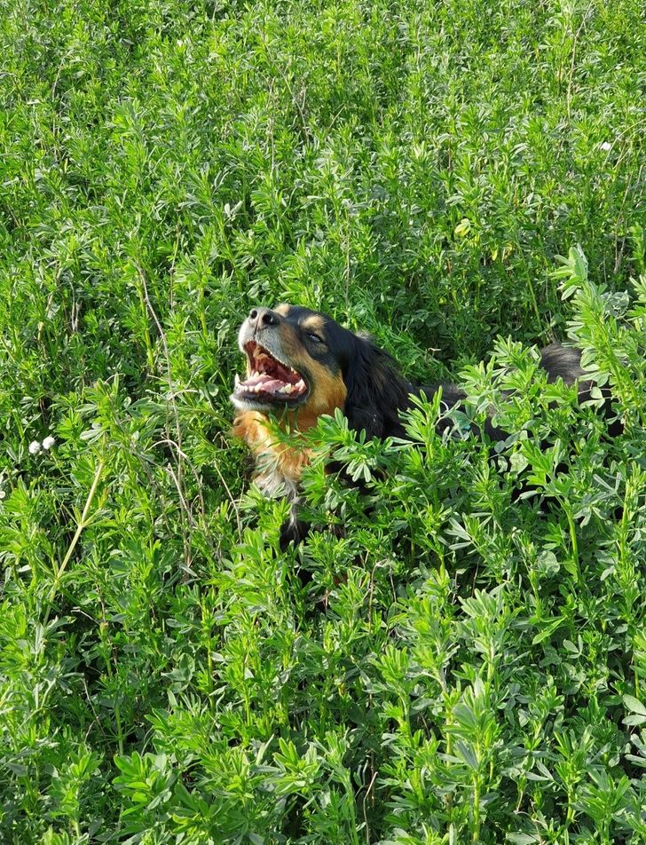 Illustration de l'article : Ces 19 photos illustrant les piètres talents des animaux de compagnie au jeu de cache-cache