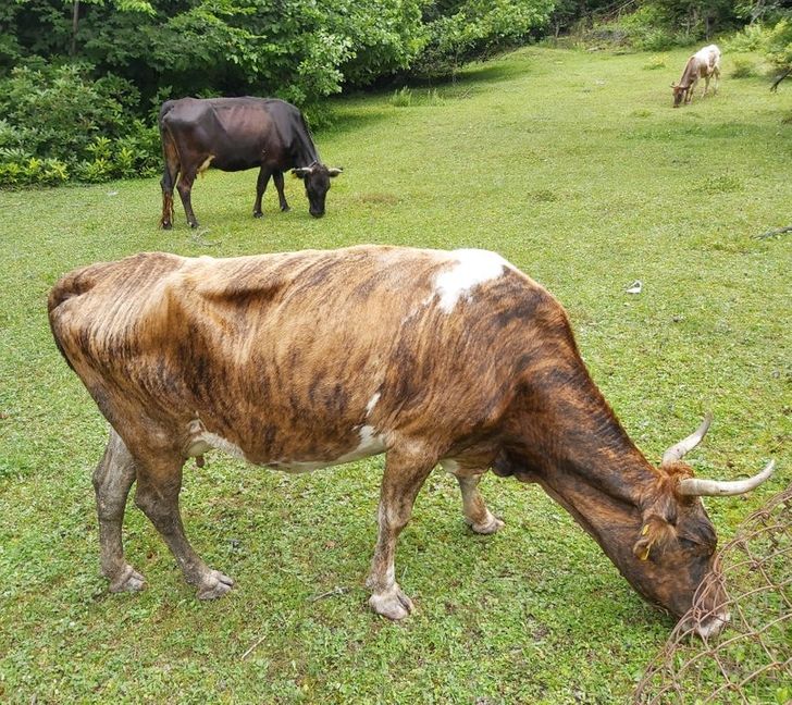 Illustration de l'article : Ces 15 fois où la nature a joué avec les couleurs