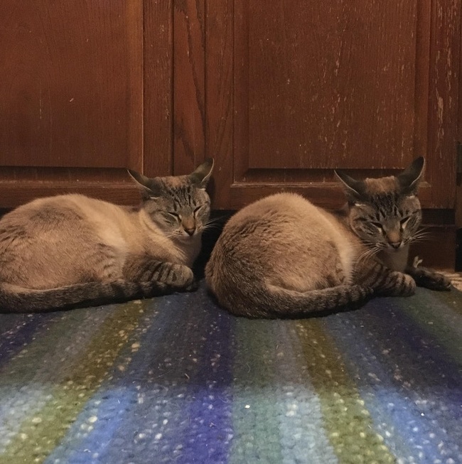 Illustration de l'article : Ces 19 phénomènes bizarres qui se passent dans le monde