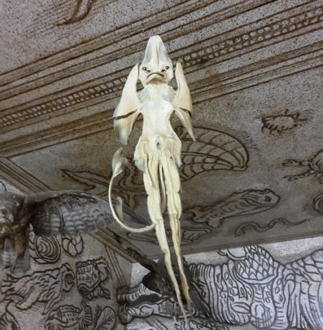 Illustration de l'article : 19 choses les plus étranges rencontrées sur la planète