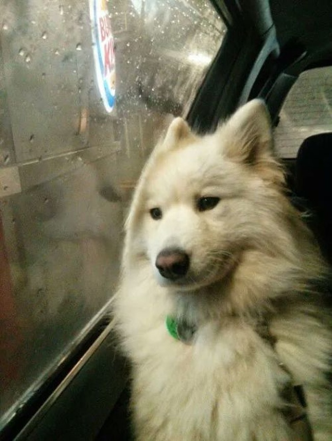 Illustration de l'article : Ces 21 choses bizarres que les humains font tous