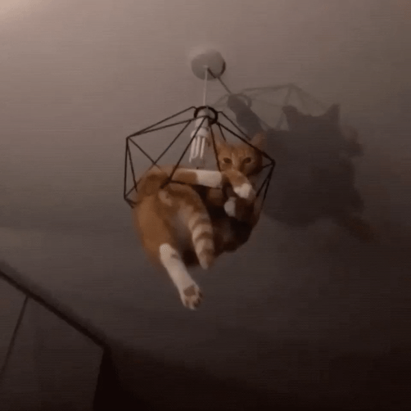 Illustration de l'article : Ces 22 situations qui ne se produisent pas à tous les coins de rue