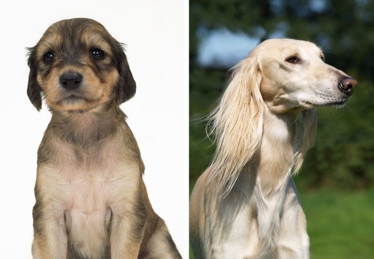 Illustration de l'article : Ces 20 photos de chiots devenus des molosses