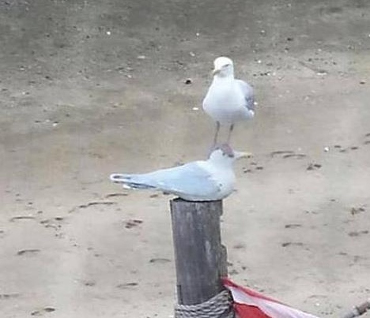 Illustration de l'article : Ces 12 photos de personnes ne voulant pas faire comme tout le monde