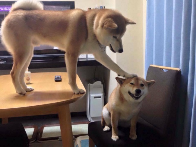 Illustration de l'article : 27 situations inattendues dans lesquelles se sont retrouvés certains animaux