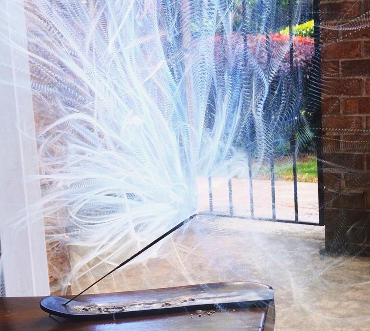 Illustration de l'article : Ces 16 photos qui montrent que notre monde est fascinant