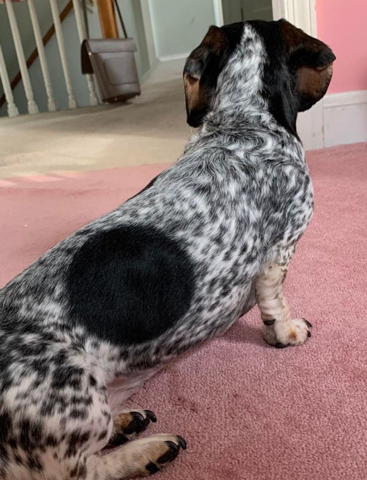 Illustration de l'article : Ces 15 fois où la nature a joué avec les couleurs