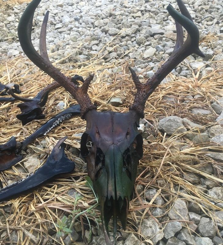 Illustration de l'article : Ces 20 photos illustrant quelques frayeurs de la nature