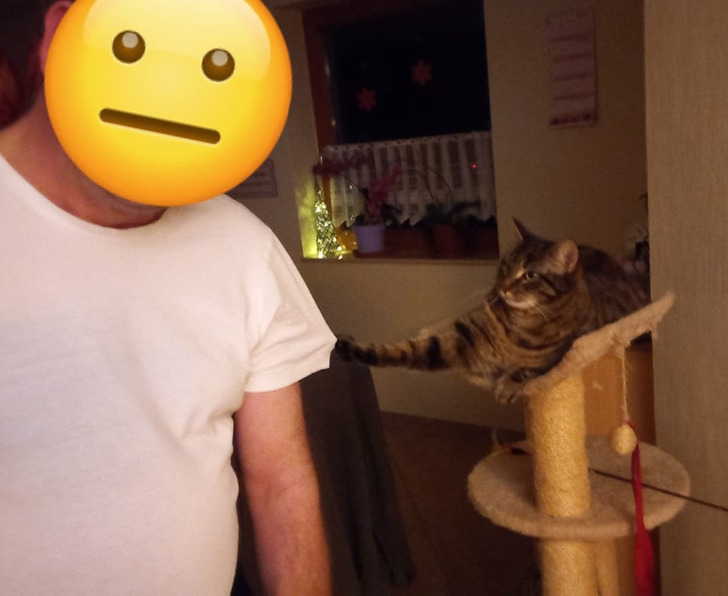 Illustration de l'article : Ces 19 photos de chats qui défient toutes les lois établies